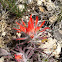 Indian paintbrush