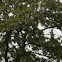 Valse acacia