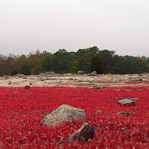 Bio 110 Arabia Mtn Field Trip