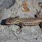 Lagartija / Lizard