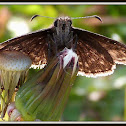 Wild Indigo Duskywing Butterfly