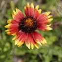 Blanket Flowers