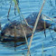 Muskrat