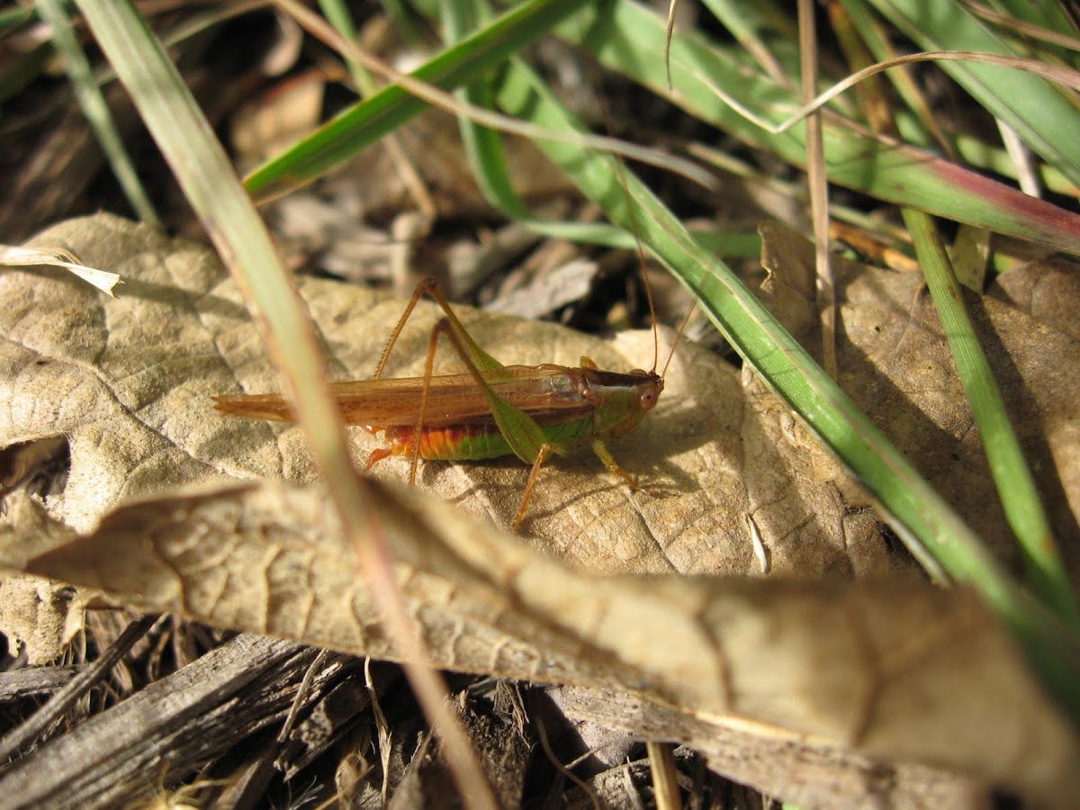 Katydid