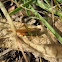 Katydid