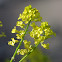 Common Wintercress