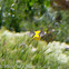 Golden Oriole; Oropéndula