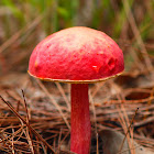 Fungi