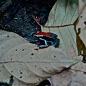 Poison Dart Frog