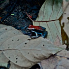 Poison Dart Frog