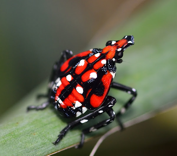 Lantern Fly (planthopper) and nymph Project Noah