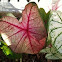 Angel Wings or Elephant Ear