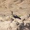 Black Ibis