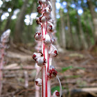 candystick