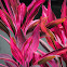 Ti Plant