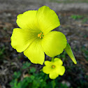 Bermuda buttercup, African wood-sorrel, Bermuda sorrel, Buttercup oxalis, Cape sorrel, English weed, Goat's-foot, Sourgrass, Soursob or Soursop