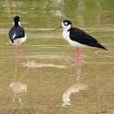 Black-necked Stilt
