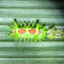 Slug Moth Caterpillar