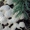 Dog vomit slime mold