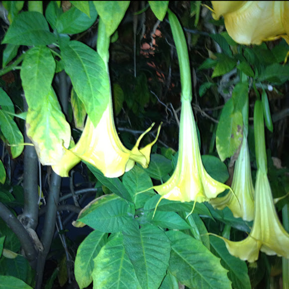 Spotting Image 1