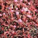 Pink knotweed