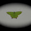 Emerald Moth
