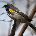 Yellow-rumped (Myrtle) Warbler