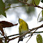 Magnolia Warbler