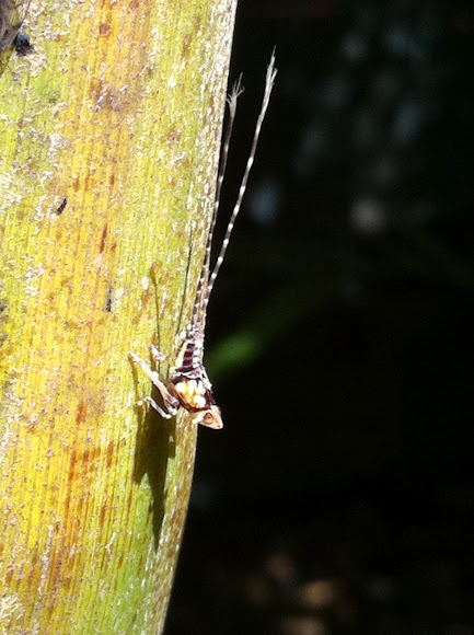 Spotting Image 1