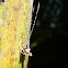 Planthopper nymph