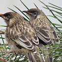 Baby Red Wattlebirds