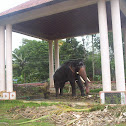 Indian elephant