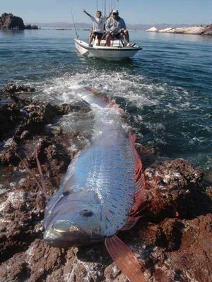 Longest Fish on Planet