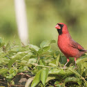 Northern Cardinal