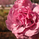 Neptune Rose