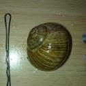Burgundy Snail