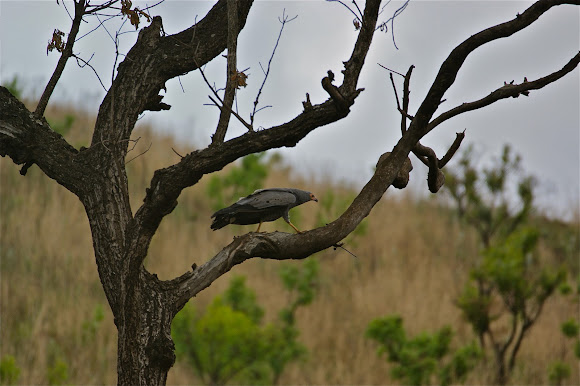 Spotting Image 1