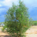 Desert Willow