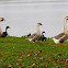 Swan Goose