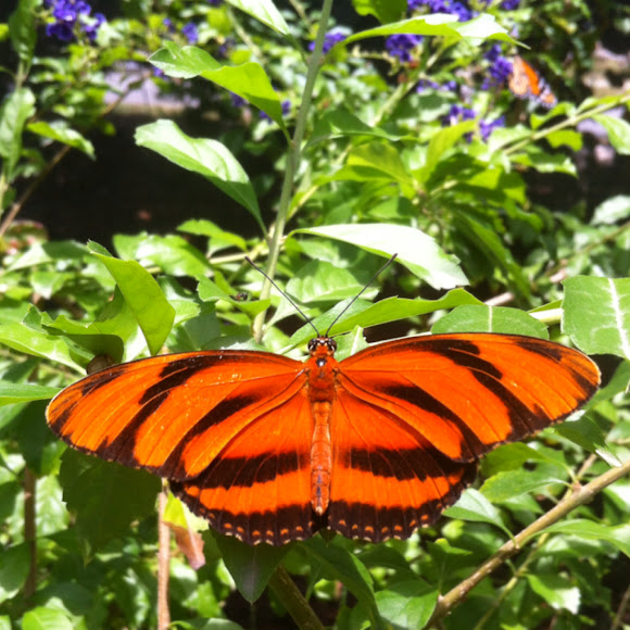 Spotting Image 1