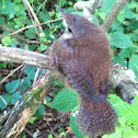House Wren