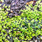 Common Duckweed