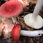 Russula