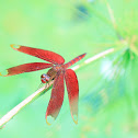 Russet Percher (網脈蜻)