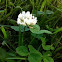 white clover