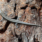 Fence Skink