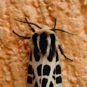 Polilla tigre