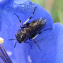 Sawfly