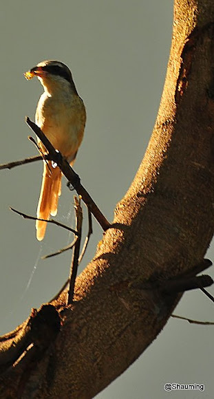 Spotting Image 1