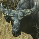 African buffalo
